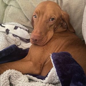 Meet your Posher, Tracey